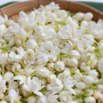 Monsoon Tips for Thriving Jasmine: Preserve the Scent, Enhance the Growth