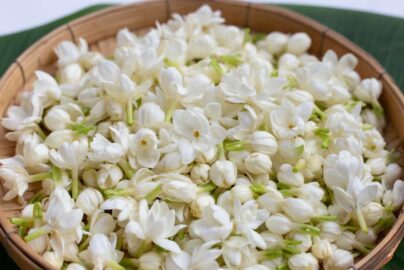 Monsoon Tips for Thriving Jasmine: Preserve the Scent, Enhance the Growth