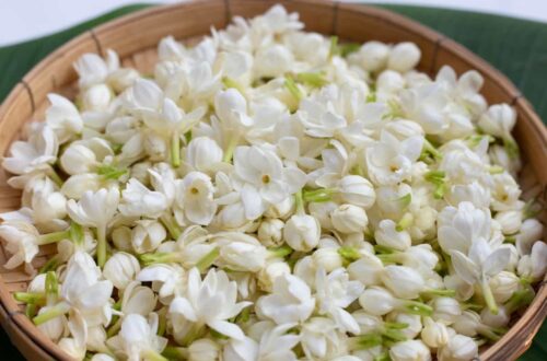 Monsoon Tips for Thriving Jasmine: Preserve the Scent, Enhance the Growth