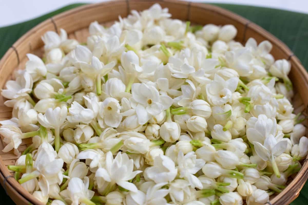 Monsoon Tips for Thriving Jasmine: Preserve the Scent, Enhance the Growth