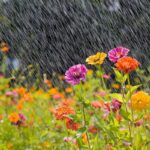 Monsoon Pruning Tips: Shape Up Your Garden This Rainy Season