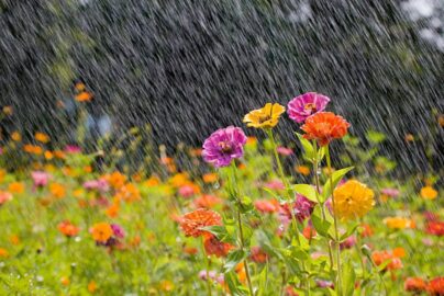 Monsoon Pruning Tips: Shape Up Your Garden This Rainy Season