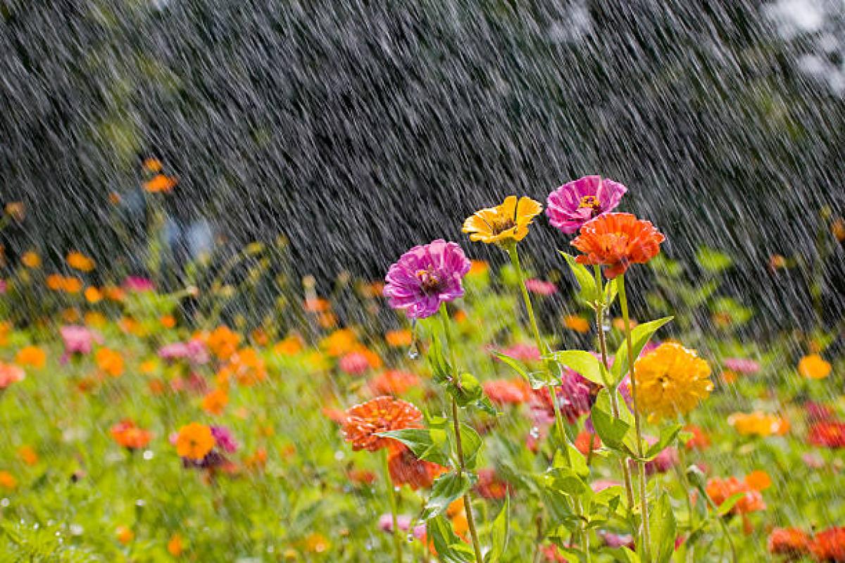Monsoon Pruning Tips: Shape Up Your Garden This Rainy Season